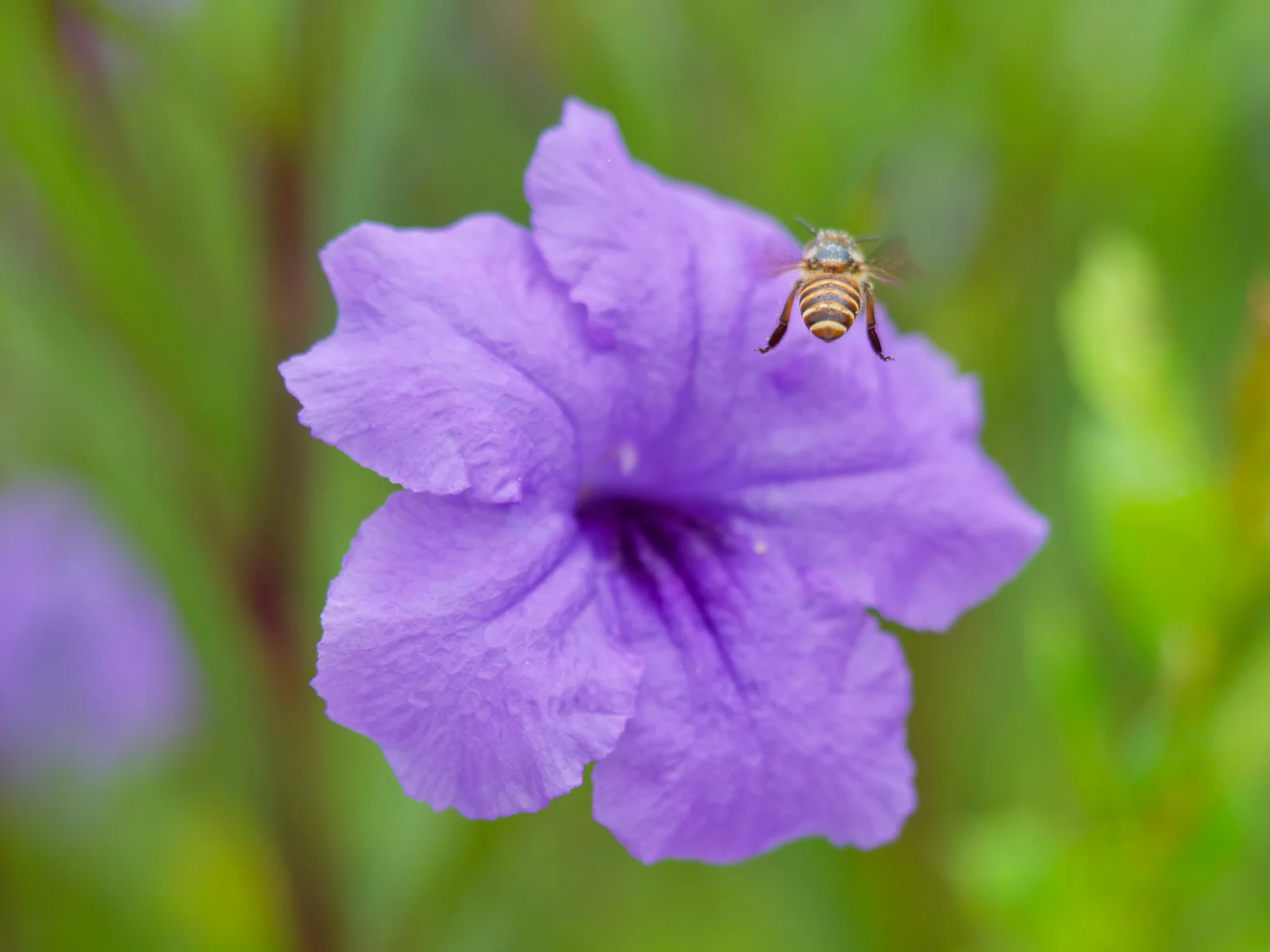蜂