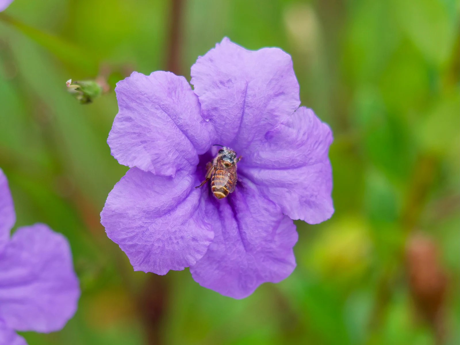 蜂