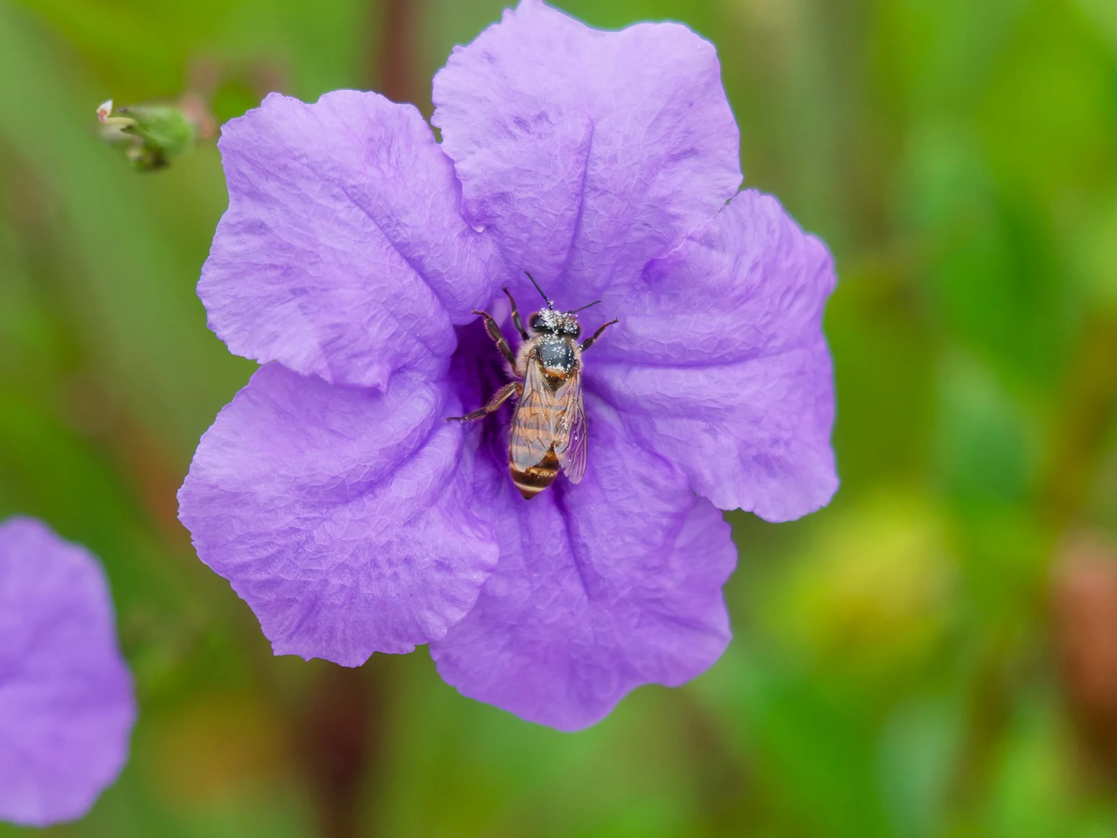 蜂
