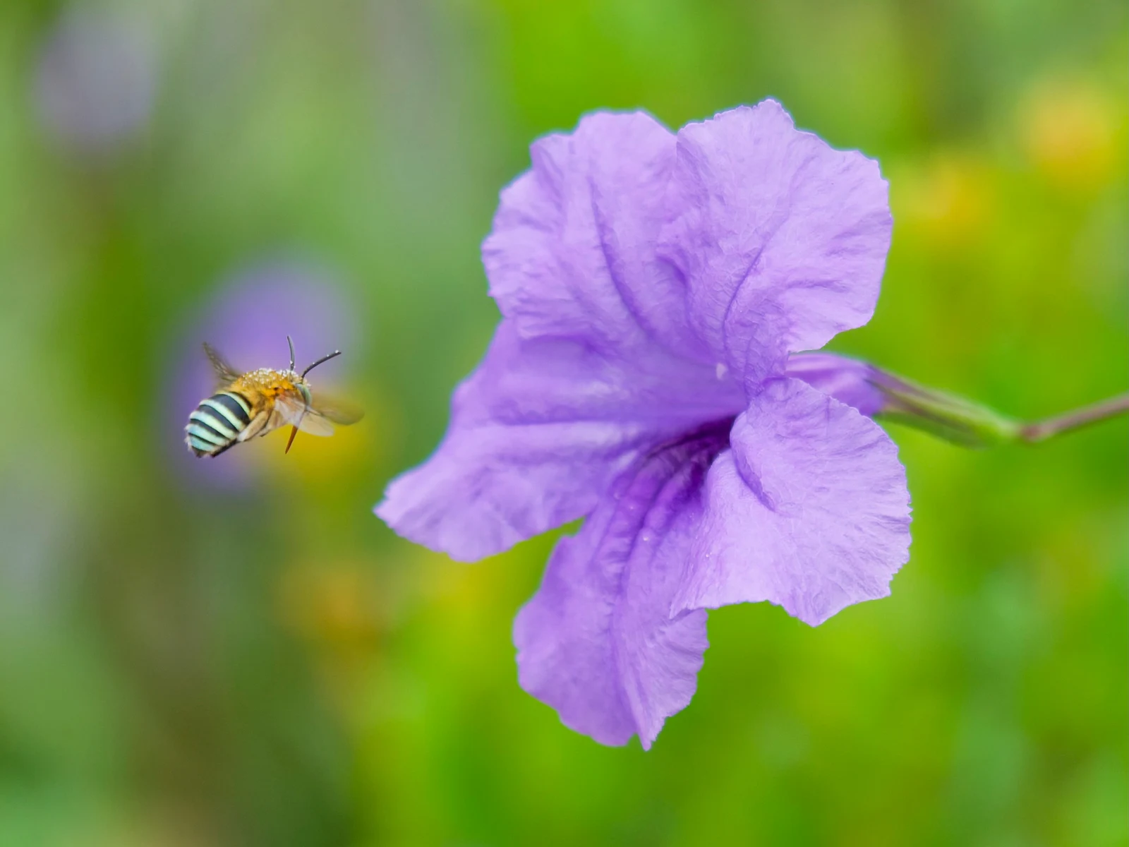 蜂